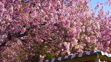 4k实拍盛开的樱花自然风光空镜头视频的预览图